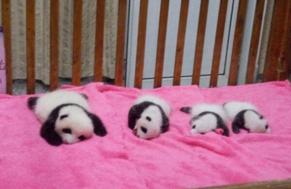 Chengdu Private Tour of Leshan Buddha and Panda Base - Frequently Asked Questions