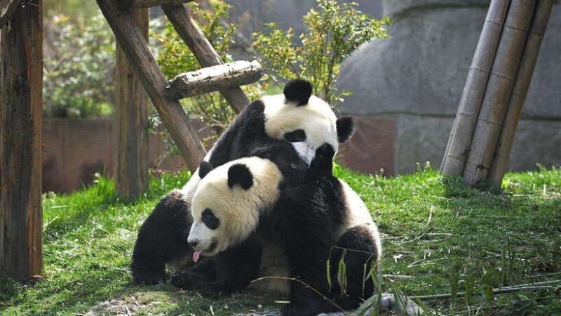 Chengdu: Research Base of Giant Panda Breeding e-Ticket - Good To Know