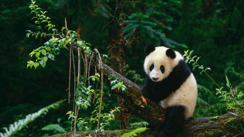 Chengdu: Research Base of Giant Panda Breeding e-Ticket - Practical Details and Tips