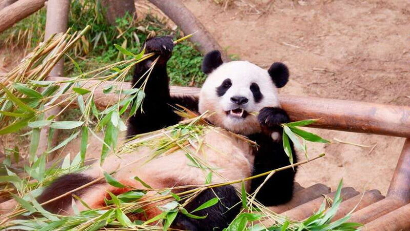 Chengdu: Research Base of Giant Panda Breeding e-Ticket - The Experience from the Reviews