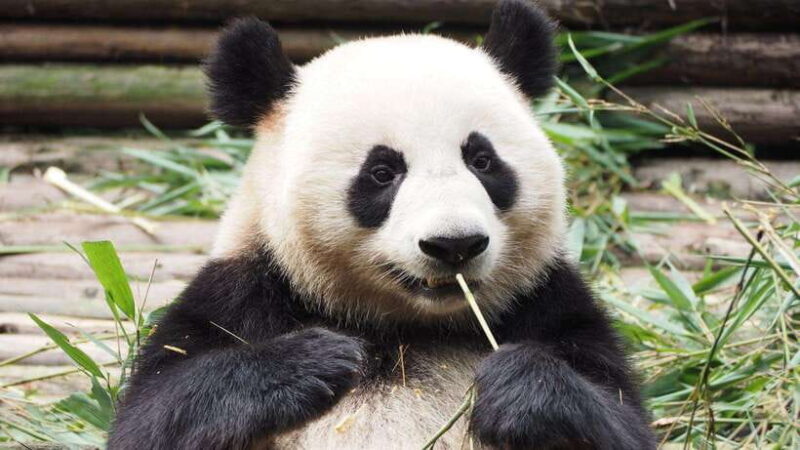 Chengdu: Research Base of Giant Panda Breeding e-Ticket - Who Will Love This Tour?