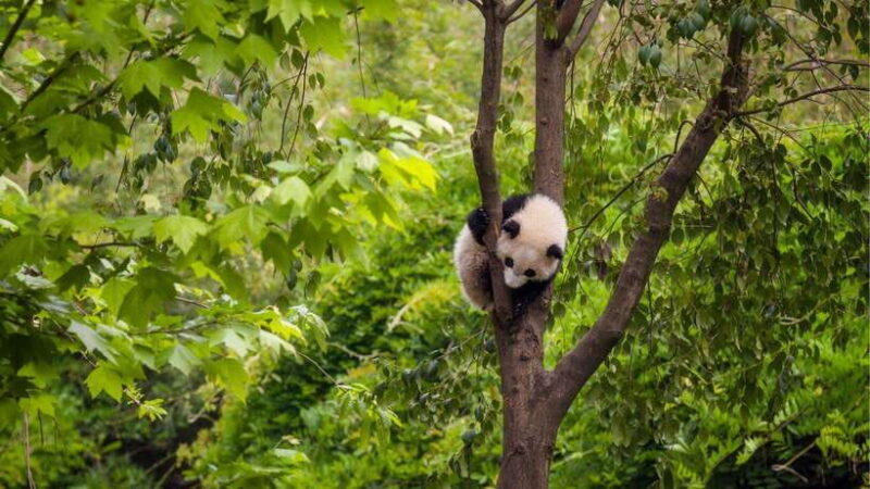 Chengdu: Research Base of Giant Panda Breeding e-Ticket - The Sum Up
