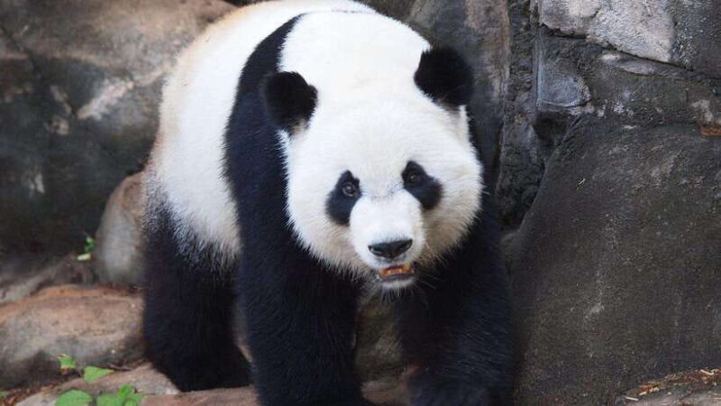Chengdu: Research Base of Giant Panda Breeding e-Ticket - FAQ