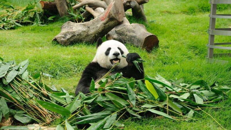 Chengdu: Research Base of Giant Panda Breeding e-Ticket - Good To Know