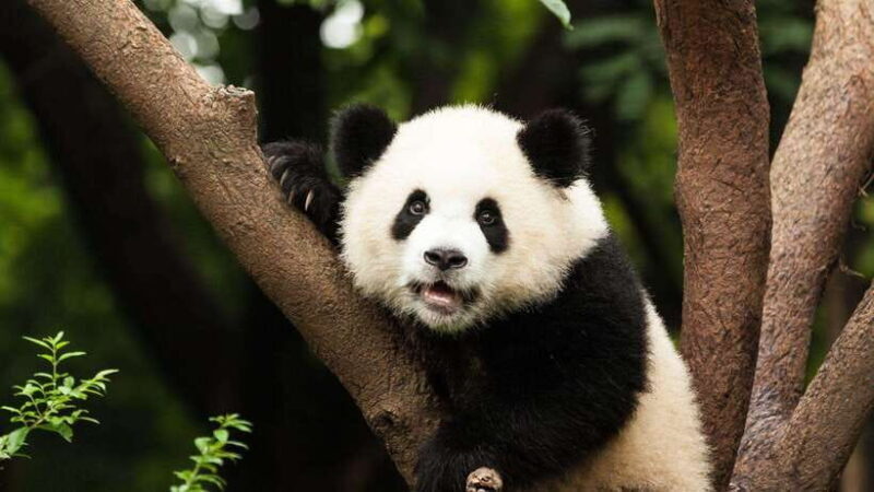 Chengdu: Research Base of Giant Panda Breeding e-Ticket - What to Expect from Your Visit