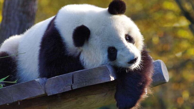 Chengdu: Research Base of Giant Panda Breeding e-Ticket - Who Will Love This Tour?