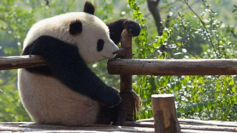 Chengdu: Research Base of Giant Panda Breeding e-Ticket - The Sum Up