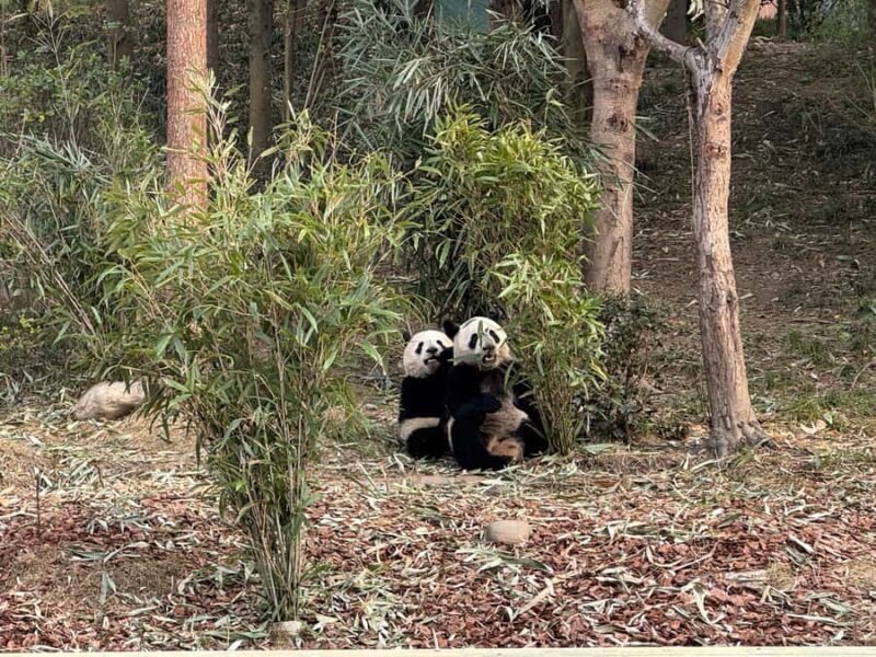 Chengdu Research Base of Giant Panda Breeding Entry Ticket - Good To Know