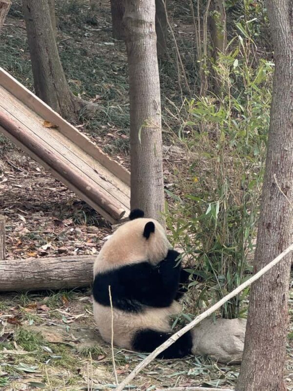 Chengdu Research Base of Giant Panda Breeding Entry Ticket - A Detailed Look at the Panda Experience