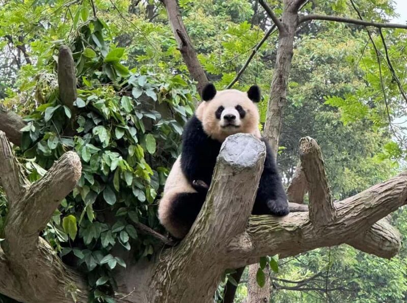 Chengdu Research Base of Giant Panda Breeding Entry Ticket - Final Thoughts