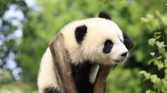 Chengdu Research Base of Giant Panda Breeding Ticket - At a glance