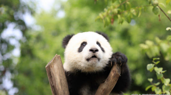 Chengdu Research Base of Giant Panda Breeding Ticket - Why the panda base is more than a photo stop