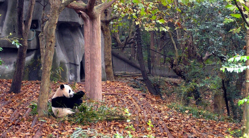Chengdu Research Base of Giant Panda Breeding Ticket - Follow the paths, but save your legs