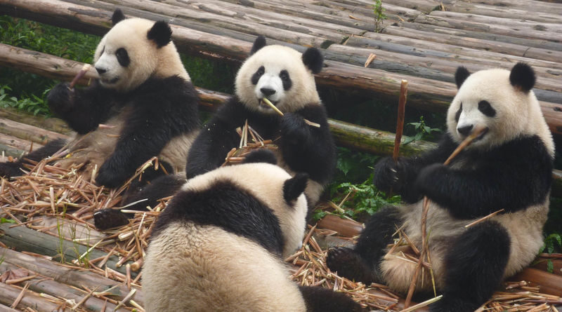 Chengdu Research Base of Giant Panda Breeding Ticket - What you may see beyond the giant pandas