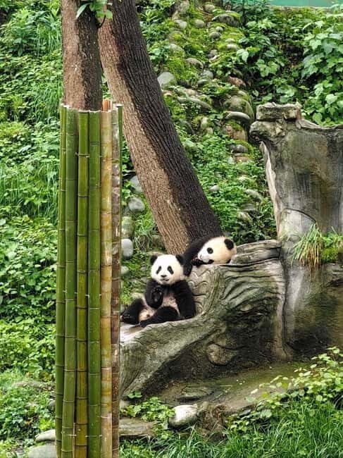 Chengdu: Tea-Picking in the Birthplace of Tea Culture - Good To Know