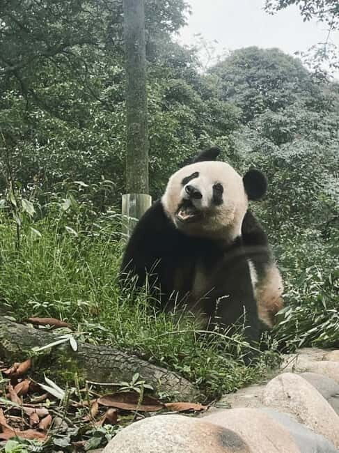 Chengdu: Tea-Picking in the Birthplace of Tea Culture - The Sum Up: Is This Tour Right for You?
