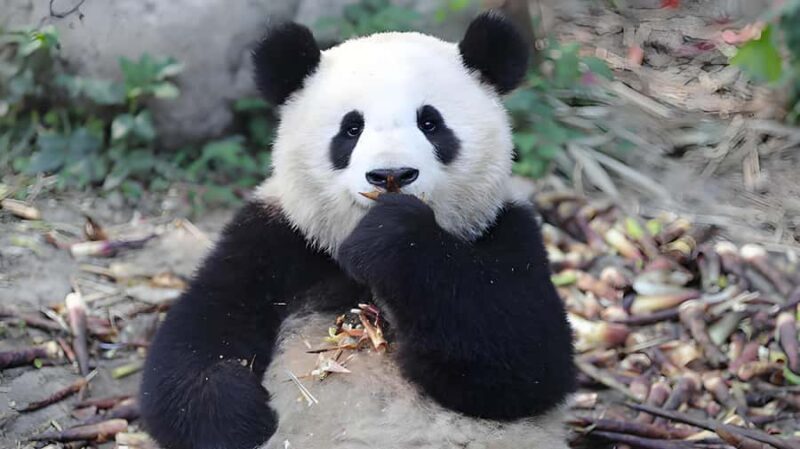 Chengdu: Tianfu Airport (TFU) Layover Half-Day Private Tour - Good To Know