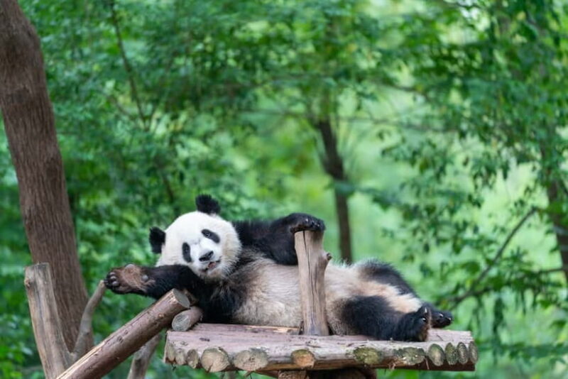 Chengdu: Visa-Free Panda & Cultural Tour in 12 Hours - Good To Know
