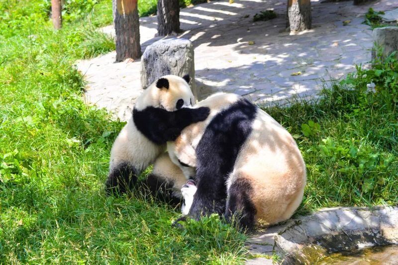 Chengdu Wolong Giant Panda Base Small Group Volunteer Day Tour - How the small-group format affects the day