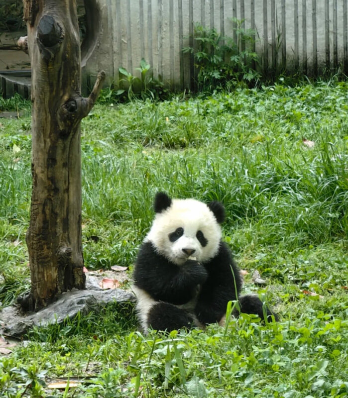 Chengdu Wolong Giant Panda Base Small Group Volunteer Day Tour - Is $153.45 fair value?