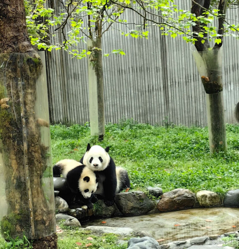 Chengdu Wolong Giant Panda Base Small Group Volunteer Day Tour - Who is likely to enjoy this tour