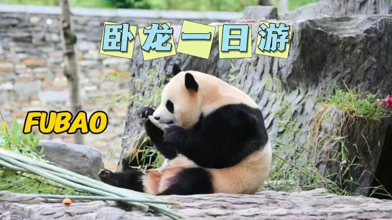 Chengdu Wolong Panda Base Full-Day Tour with Private Car - What matters most on this Wolong day trip