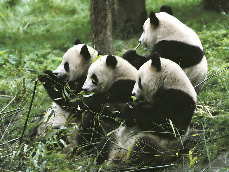 Chengdu Wolong Panda Base Full-Day Tour with Private Car - The long ride is part of the plan
