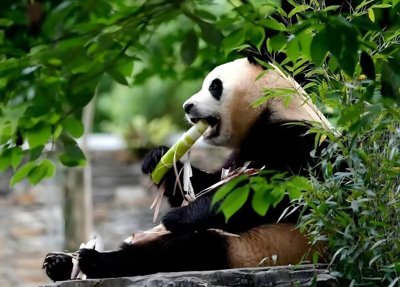 Chengdu Wolong Panda Base Full-Day Tour with Private Car - A guide can add names and context