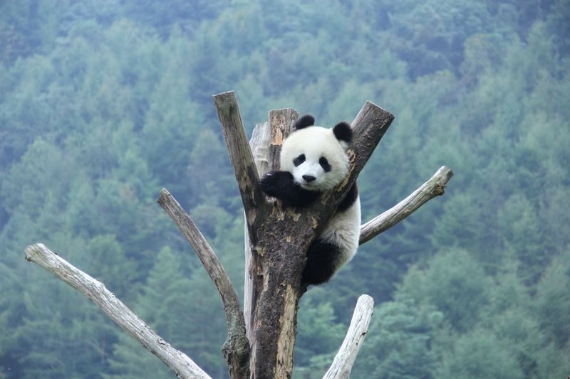 Chengdu Wolong Panda Base Full-Day Tour with Private Car - What the volunteer option may involve