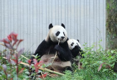 Chengdu Wolong Panda Base Full-Day Tour with Private Car - A good fit for families, photographers, and independent planners