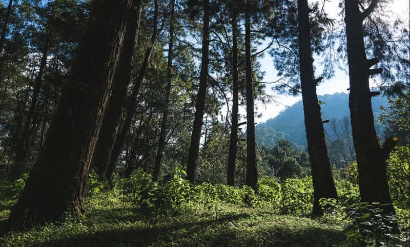 Chengdu: Zhongba Forest Private Hiking Tour with Guide - The Benefits of a Guided Private Tour