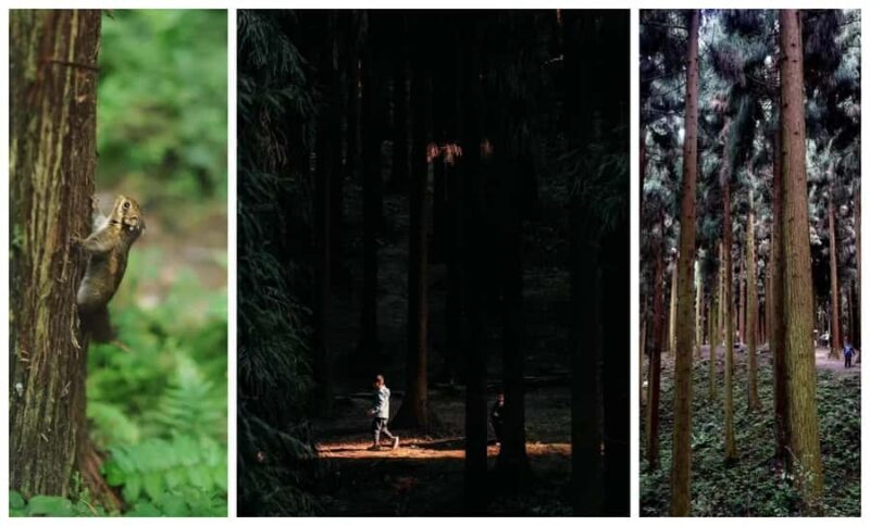 Chengdu: Zhongba Forest Private Hiking Tour with Guide - Who Would Love This Experience?