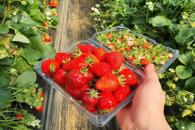 Cheongyang Alps Village and Strawberry Picking Tour in Seoul - Directions and How to Book the Tour