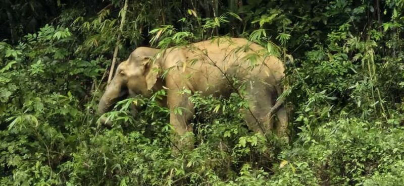 Cheow Lan Lake Adventure in the Khao Sok Jungle - Experience Overview: An Authentic Day at Cheow Lan Lake