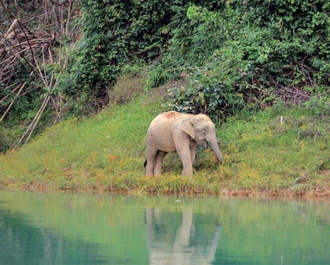 Cheow Larn Lake - Hiking - Cave Explore - Wildlife Safari - Wildlife Viewing Experience