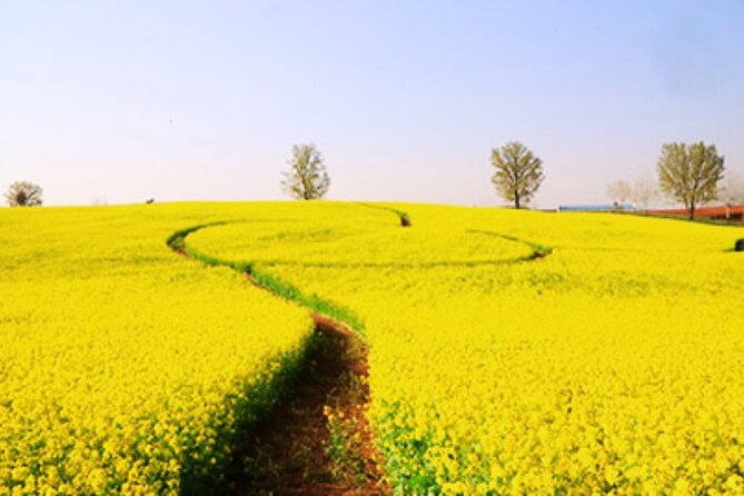 Cherry Blossom & Azalea Festival, China Town, Memorial Hall Trip - Transportation and Accommodation Options