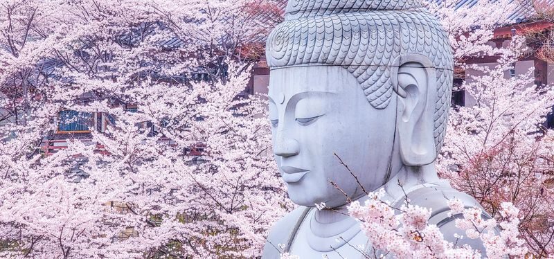 Cherry Blossom Buddha and Mt.Yoshino with Strawberry Picking Tour - The details worth knowing