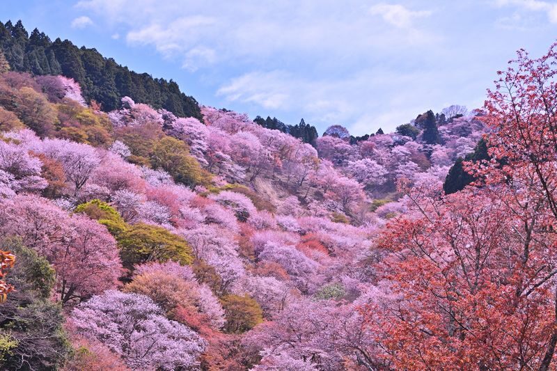 Cherry Blossom Buddha and Mt.Yoshino with Strawberry Picking Tour - A spring day that mixes blossoms and berries