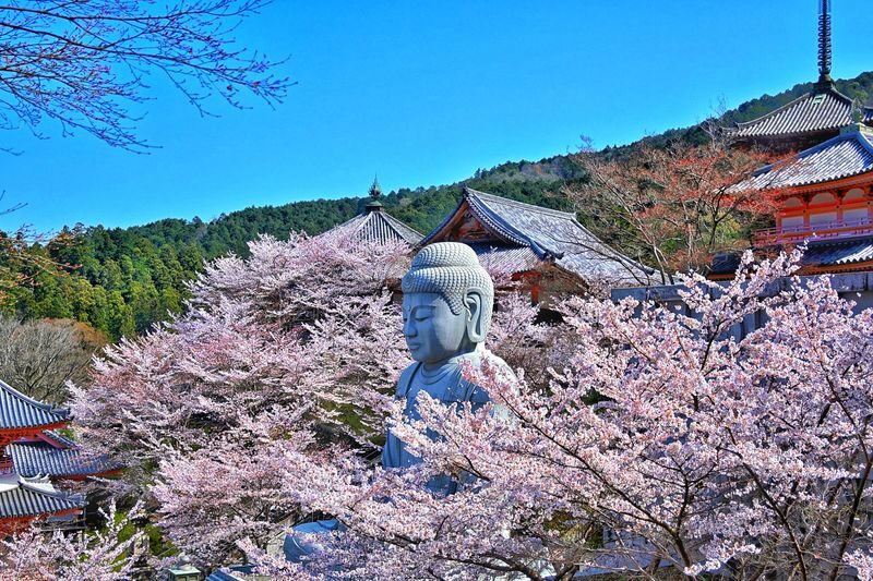 Cherry Blossom Buddha and Mt.Yoshino with Strawberry Picking Tour - Picking strawberries in Asuka
