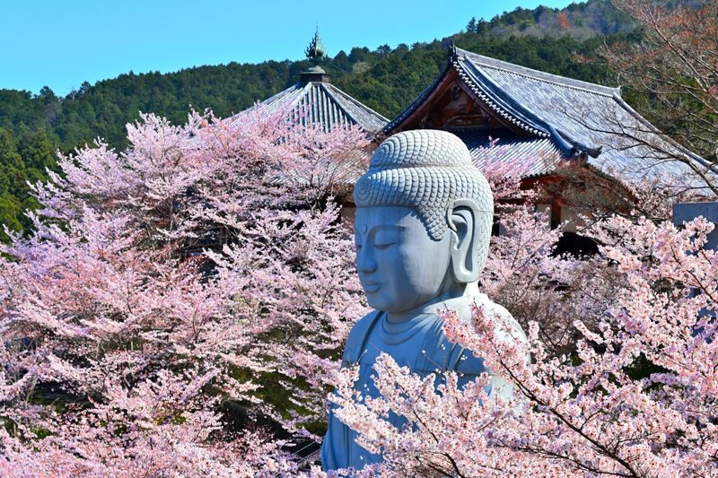 Cherry Blossom Buddha and Mt.Yoshino with Strawberry Picking Tour - Tsubosakadera and the Cherry Blossom Buddha