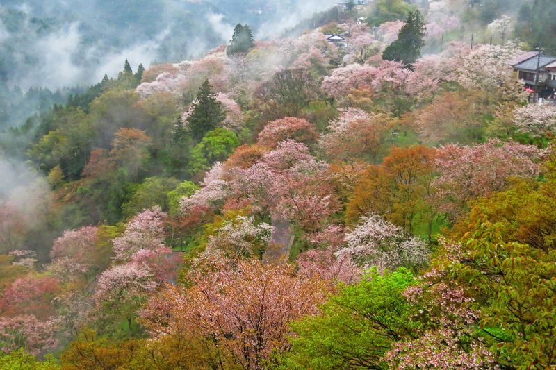 Cherry Blossom Buddha and Mt.Yoshino with Strawberry Picking Tour - Choosing the bento or bringing your own lunch
