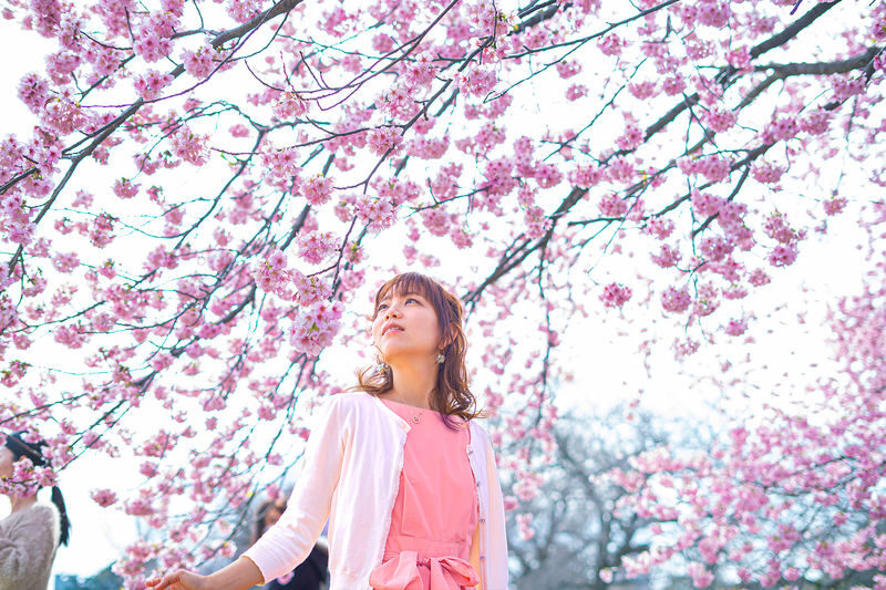 Cherry Blossom Day Tour from Seoul: Nami Island, Rail Bike & Alpaca - What to know before choosing a package
