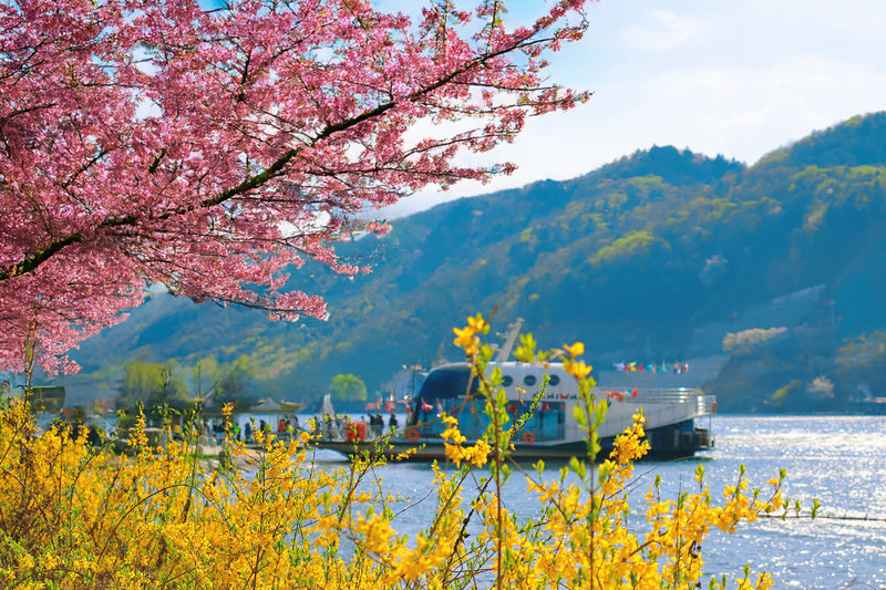 Cherry Blossom Day Tour from Seoul: Nami Island, Rail Bike & Alpaca - Picking the right spring route