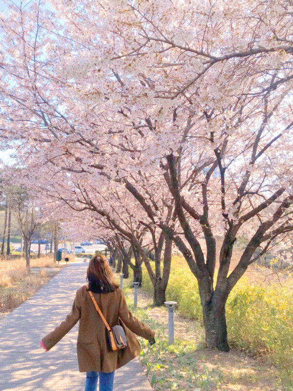Cherry Blossom Day Tour from Seoul: Nami Island, Rail Bike & Alpaca - Should you book this Nami Island cherry blossom tour?