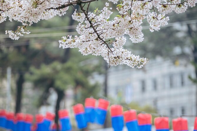 Cherry Blossom East Day Tour in Jeju - Inclusions