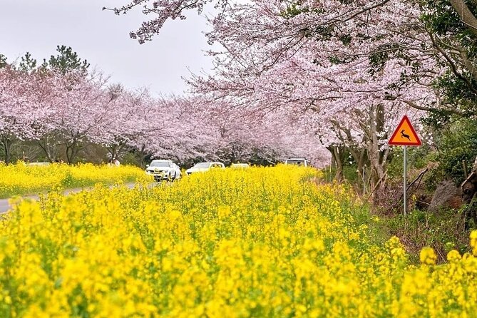 Cherry Blossom East Day Tour in Jeju - Additional Info