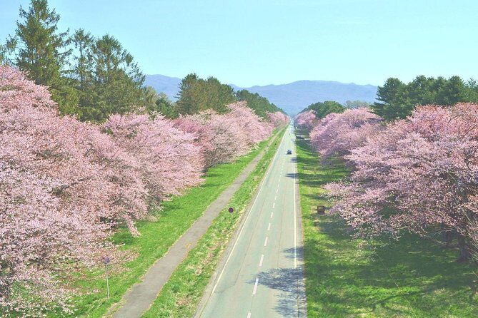 Cherry Blossom Experience including Shizunai Nijukken Road - Introduction