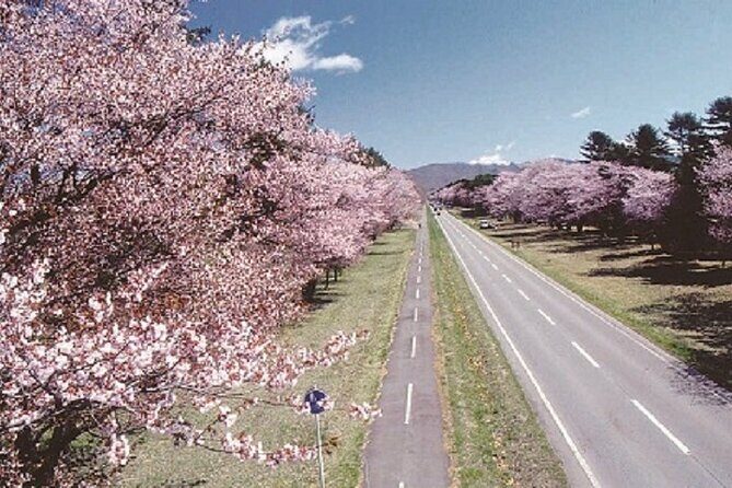 Cherry Blossom Experience including Shizunai Nijukken Road - Good To Know