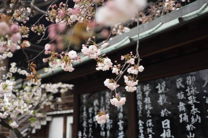 Cherry Blossom & Garden 13-Day Tour by MW Tours - Shirakawago and Kanazawa’s garden