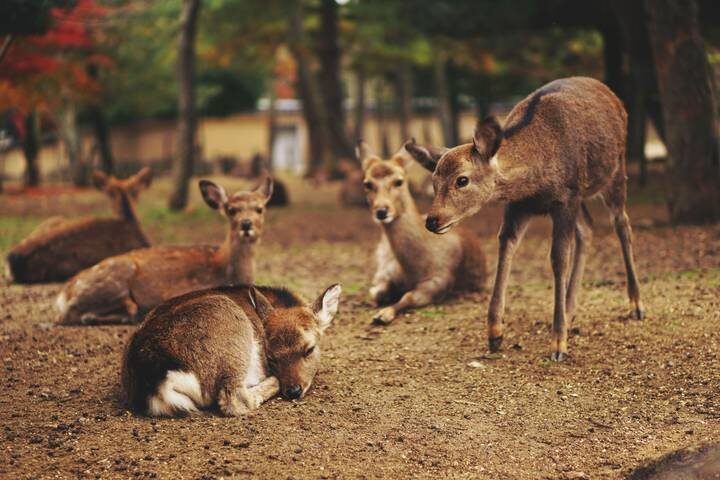 Cherry Blossom & Garden 13-Day Tour by MW Tours - Kyoto and Nara: temples, tea and deer